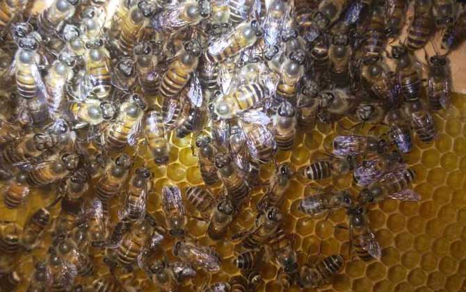 蜜蜂自然分裂的时候会飞到哪里？