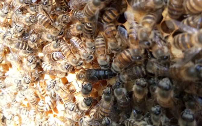 养蜂中如何缓解裂蜂热？