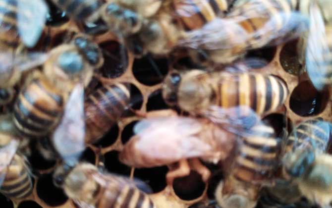 养蜂中如何缓解裂蜂热？