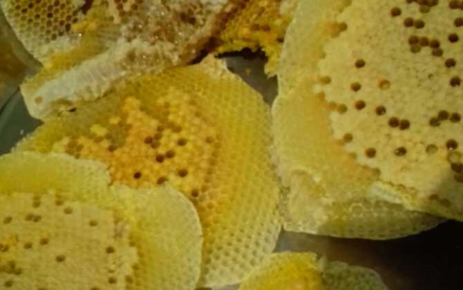 中国蜜蜂如何在不伤害蜜蜂的情况下取蜜？