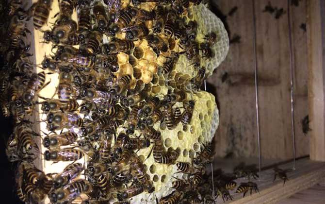中国蜜蜂如何在不伤害蜜蜂的情况下取蜜？