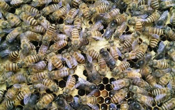 人工蜜蜂分离最简单方法