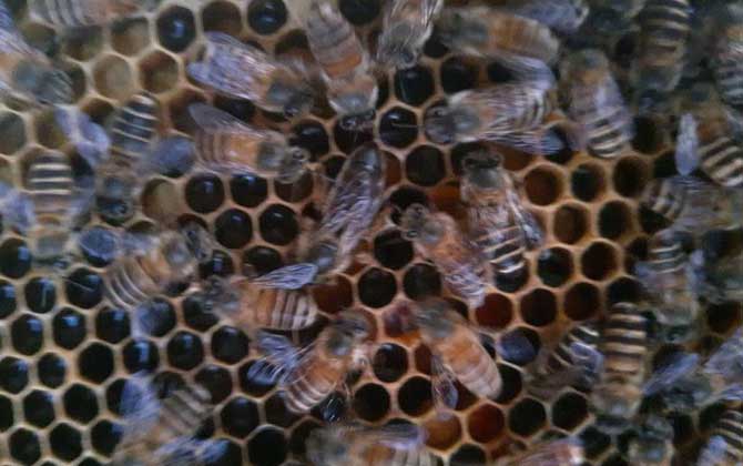 人工蜜蜂分离最简单方法