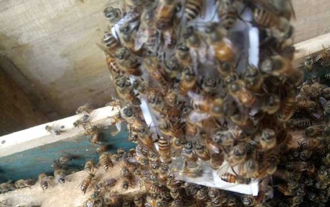 中国蜜蜂喂什么可以快速繁殖？