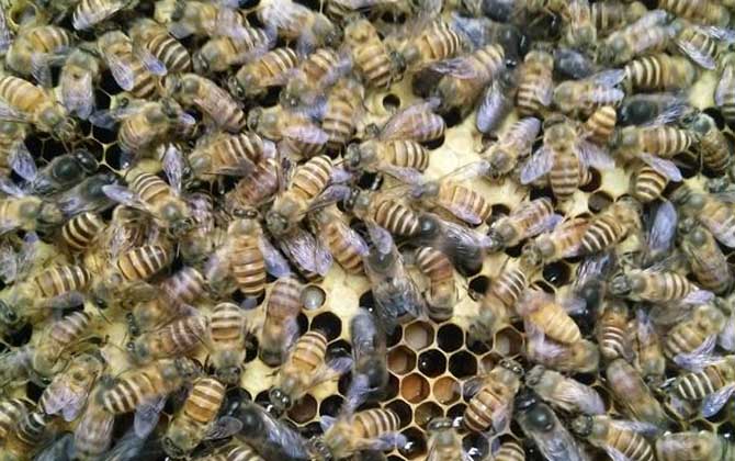 蜜蜂为什么围着国王？