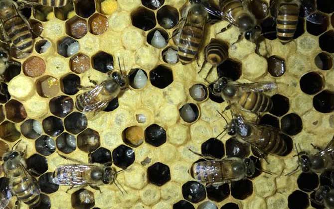 中国防治蜂巢害虫最佳方法