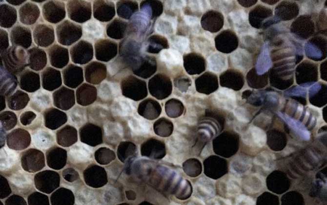 中国防治蜂巢害虫最佳方法