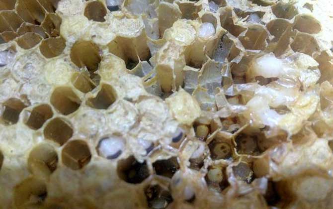 中国防治蜂巢害虫最佳方法