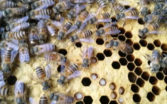 中国防治蜂巢害虫最佳方法
