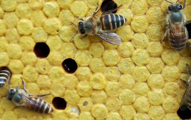 中国防治蜂巢害虫最佳方法