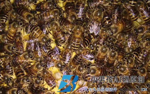 夏天如何让蜜蜂活下去？
