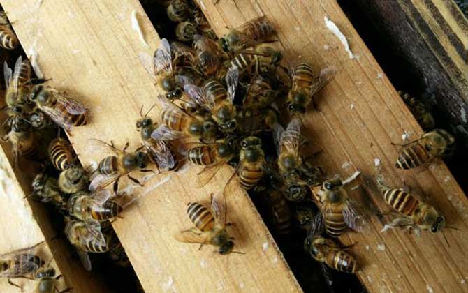 夏天如何让蜜蜂活下去？