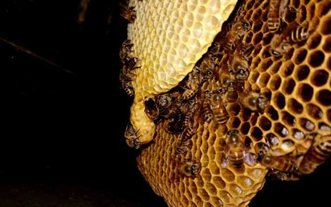 夏天如何让蜜蜂活下去？