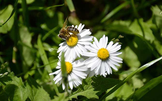 蜜蜂从卵到蜜蜂需要多少天？