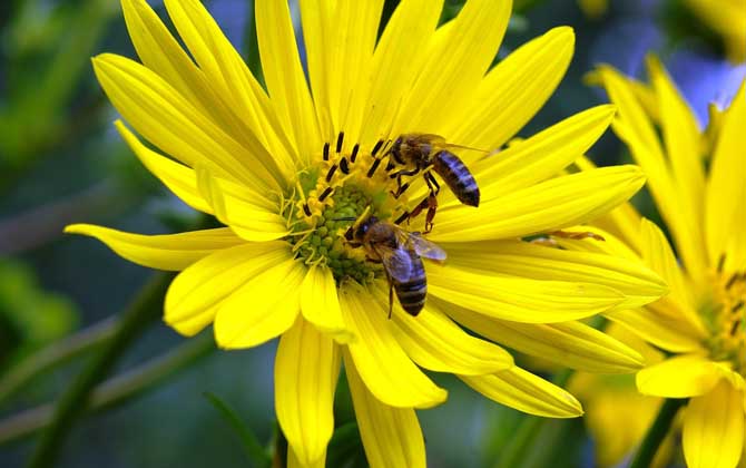 蜜蜂从卵到蜜蜂需要多少天？