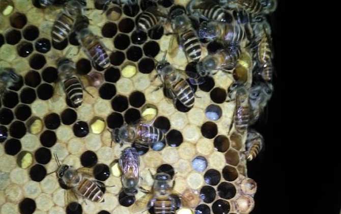民间防治蜂巢虫的妙方