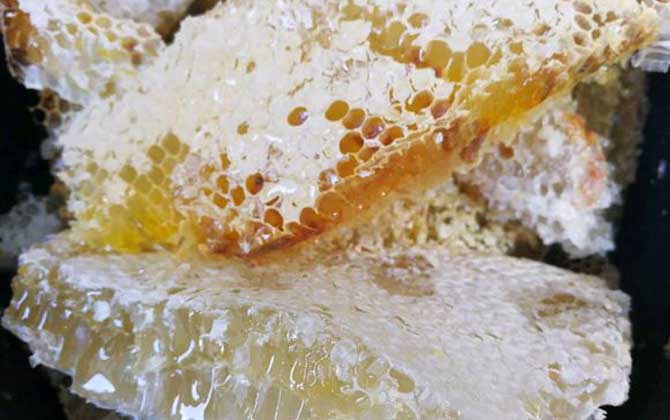 养十箱中国蜜蜂年收入多少？