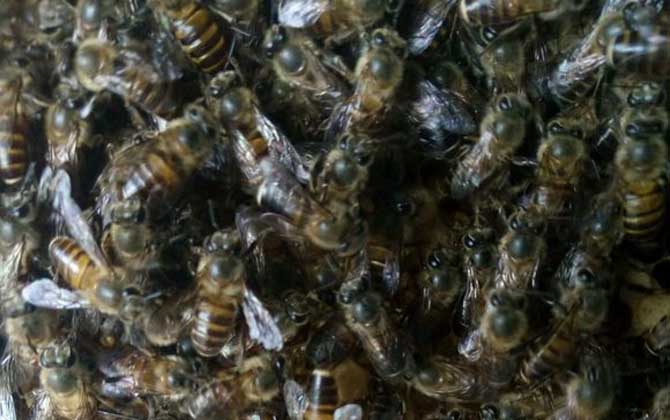 中国蜜蜂添加新巢基的方法及注意事项