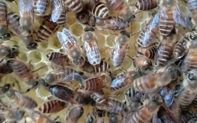 中国蜜蜂夏季快速繁殖技术