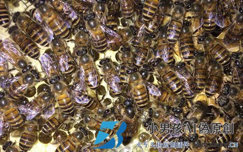 中国蜜蜂夏季快速繁殖技术