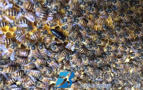 培育中国蜜蜂需要哪些技术？
