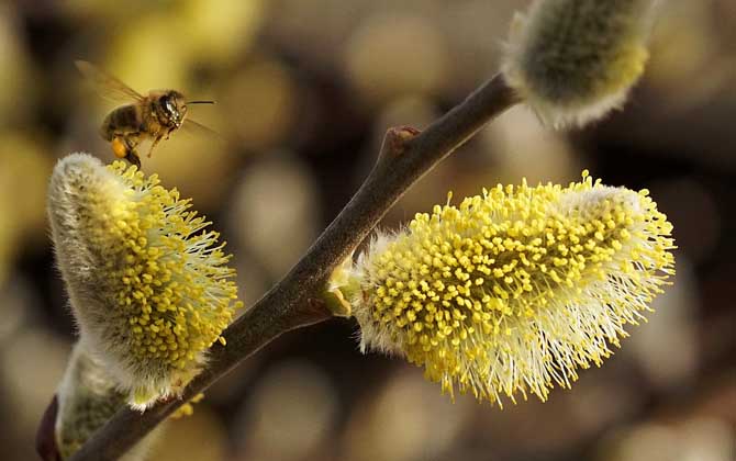 蜜蜂为什么不蛰养蜂人？
