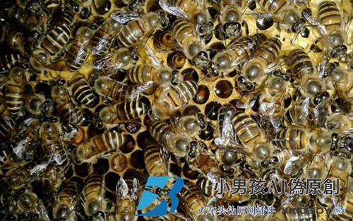 中国蜜蜂是什么时候开始在秋天繁殖的？