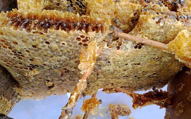 为什么纯天然蜂蜜价格贵？