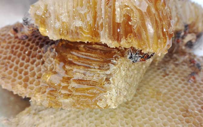 蜂蜜是怎么分类的？
