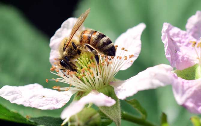 黄蜂、黄蜂、黄蜂和蜜蜂的区别