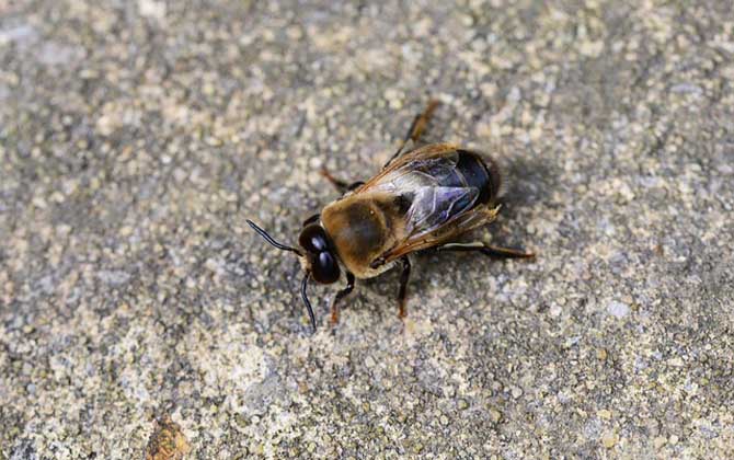 蜂王、工蜂和雄蜂的区别