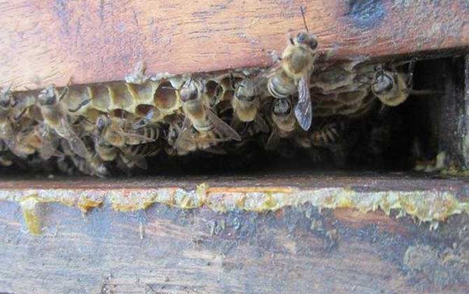 蜂胶有什么副作用和禁忌？