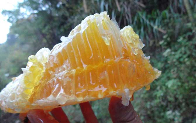 蜂蜜的最新价格是多少？