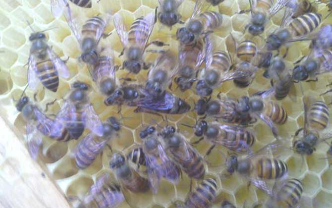冬季如何管理蜜蜂？