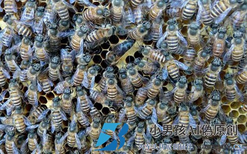 冬季如何管理蜜蜂？