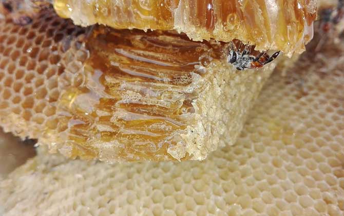 如何鉴别蜂蜜的品质？