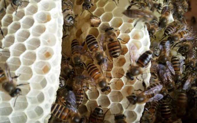 蜜蜂在哪里筑巢？