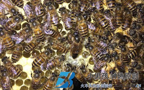 一只野蜜蜂怎么才能让它不跑？