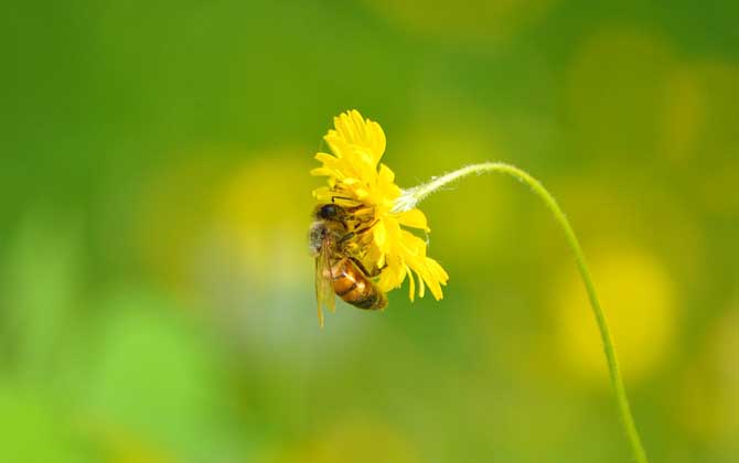 花粉过敏的症状及预防措施