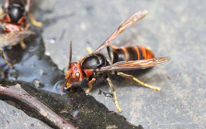 黄蜂蛰后会死吗？