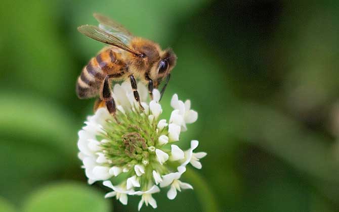 蜜蜂回家是福是祸？