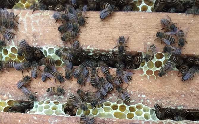 找回的蜜蜂是怎么穿过盒子的？