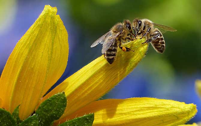蜜蜂会冬眠吗？