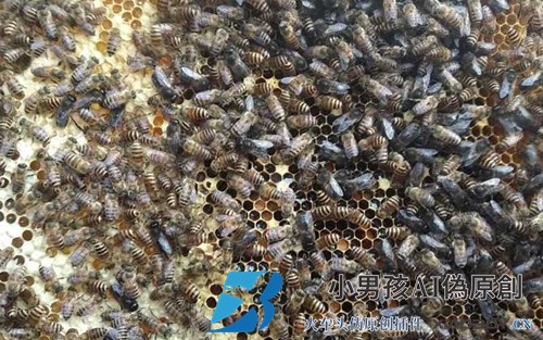 仿天然人工蜜蜂蜜蜂分离技术