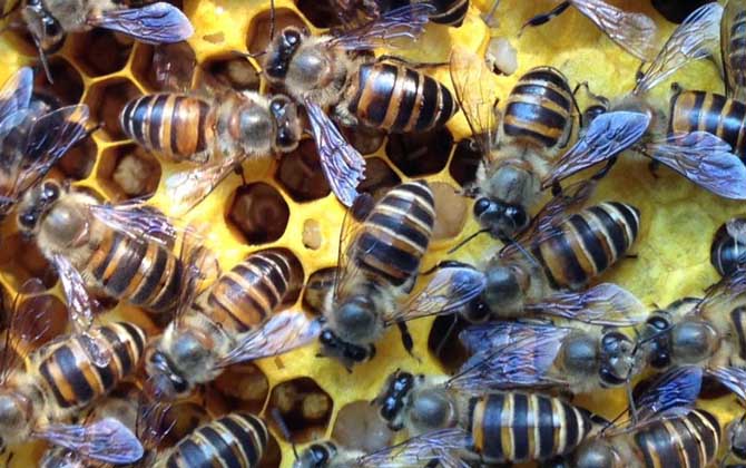 蜜蜂饲料的制备及饲养方法