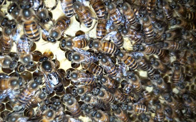 蜜蜂饲料的制备及饲养方法
