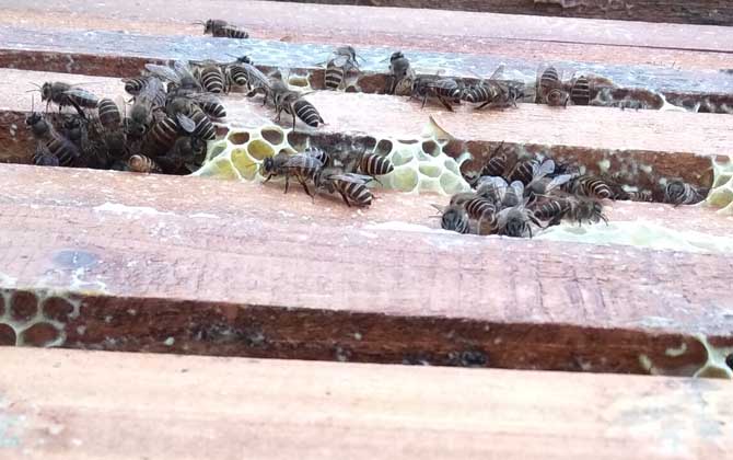 蜜蜂养殖的成本和利润怎么计算？