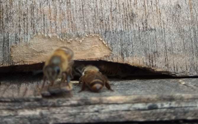 空蜂巢用什么来吸引蜜蜂？