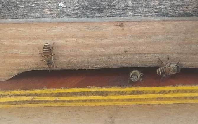 如何安全组织中国蜜蜂双王？