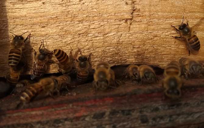在农村养蜜蜂能赚钱吗？
